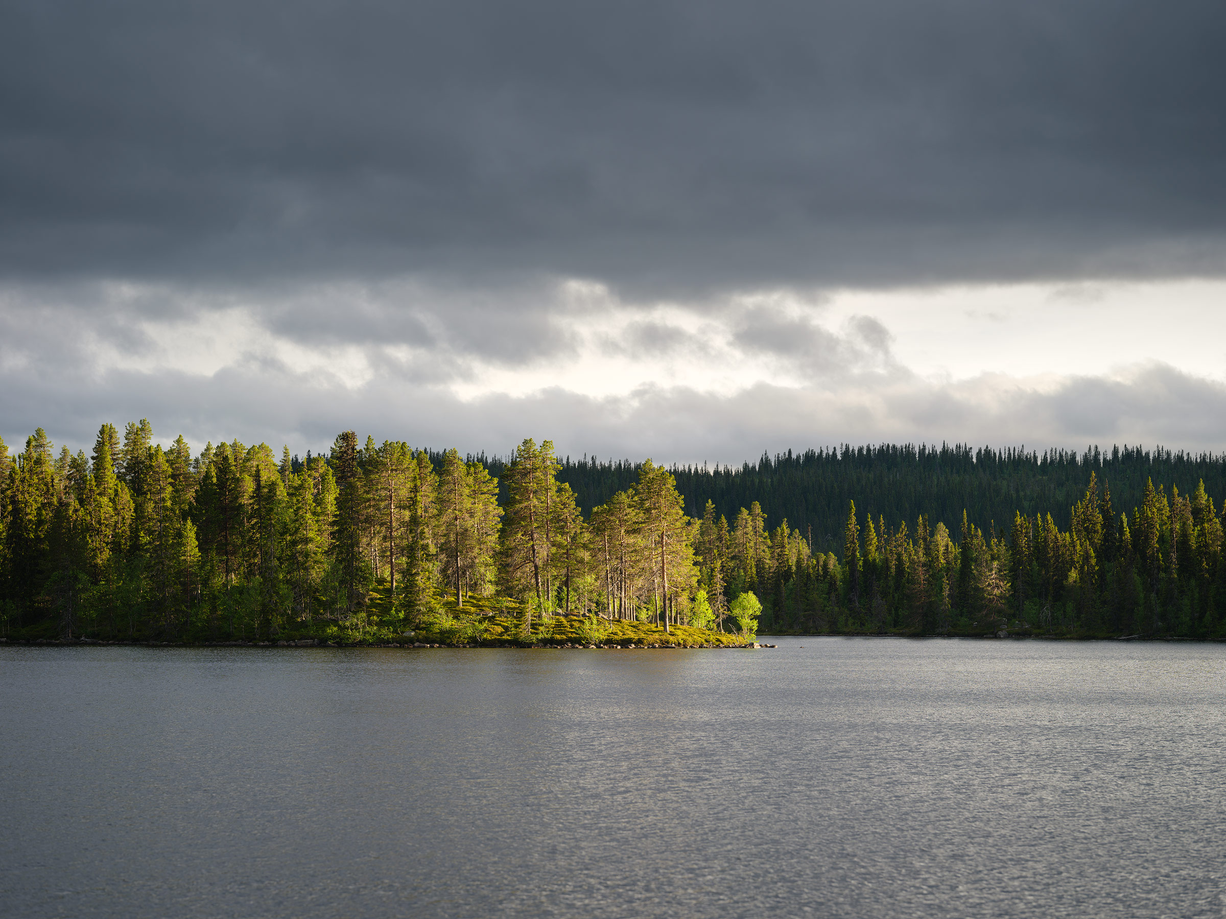 Old growth forest and lake during sunset in Hotagens Nature Reserve in Jämtland.