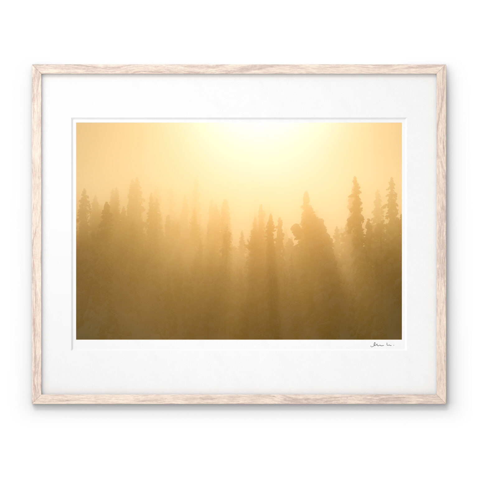 A Signed Art Print with light beams over the old growth forest of Hotagens Nature Reserve, Jämtland.