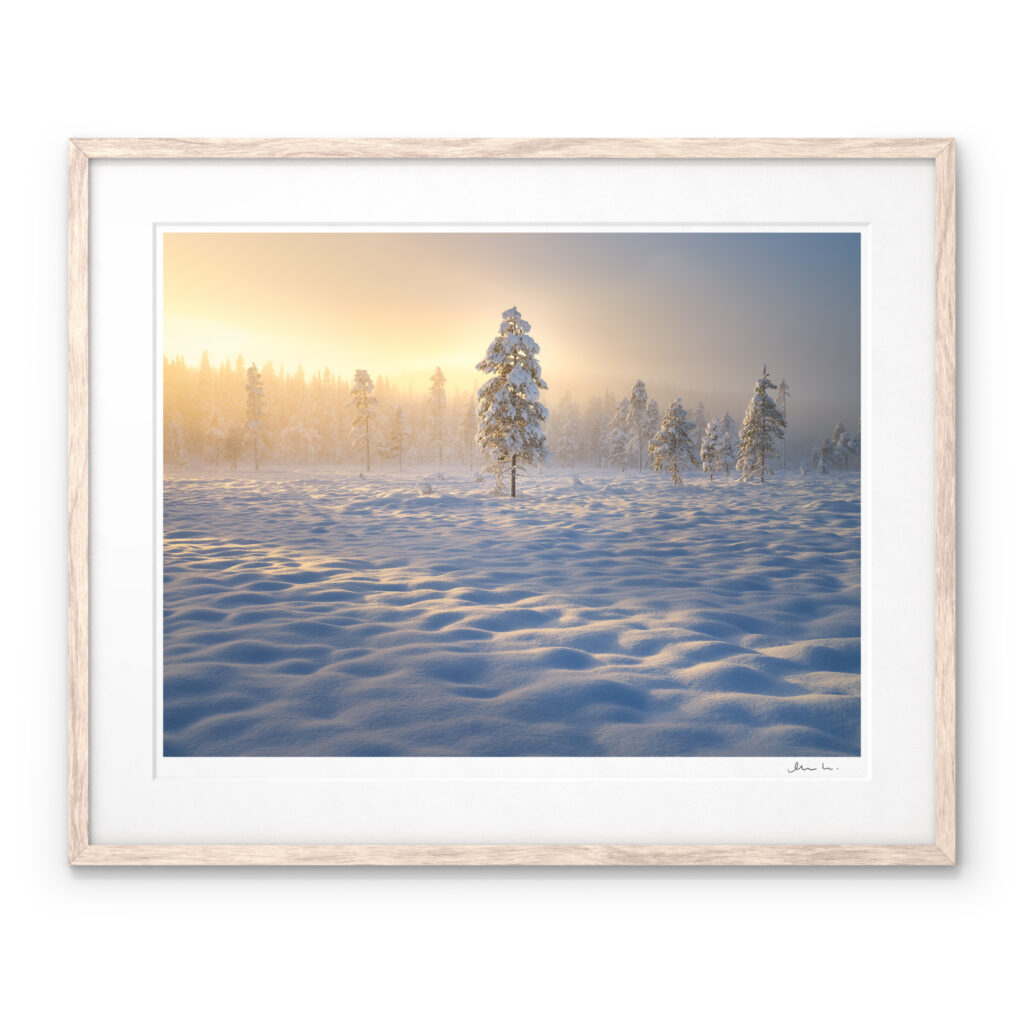 A Signed Art Print of with the light illuminating the snow-covered forests of Hotagens Nature Reserve in Jämtland.