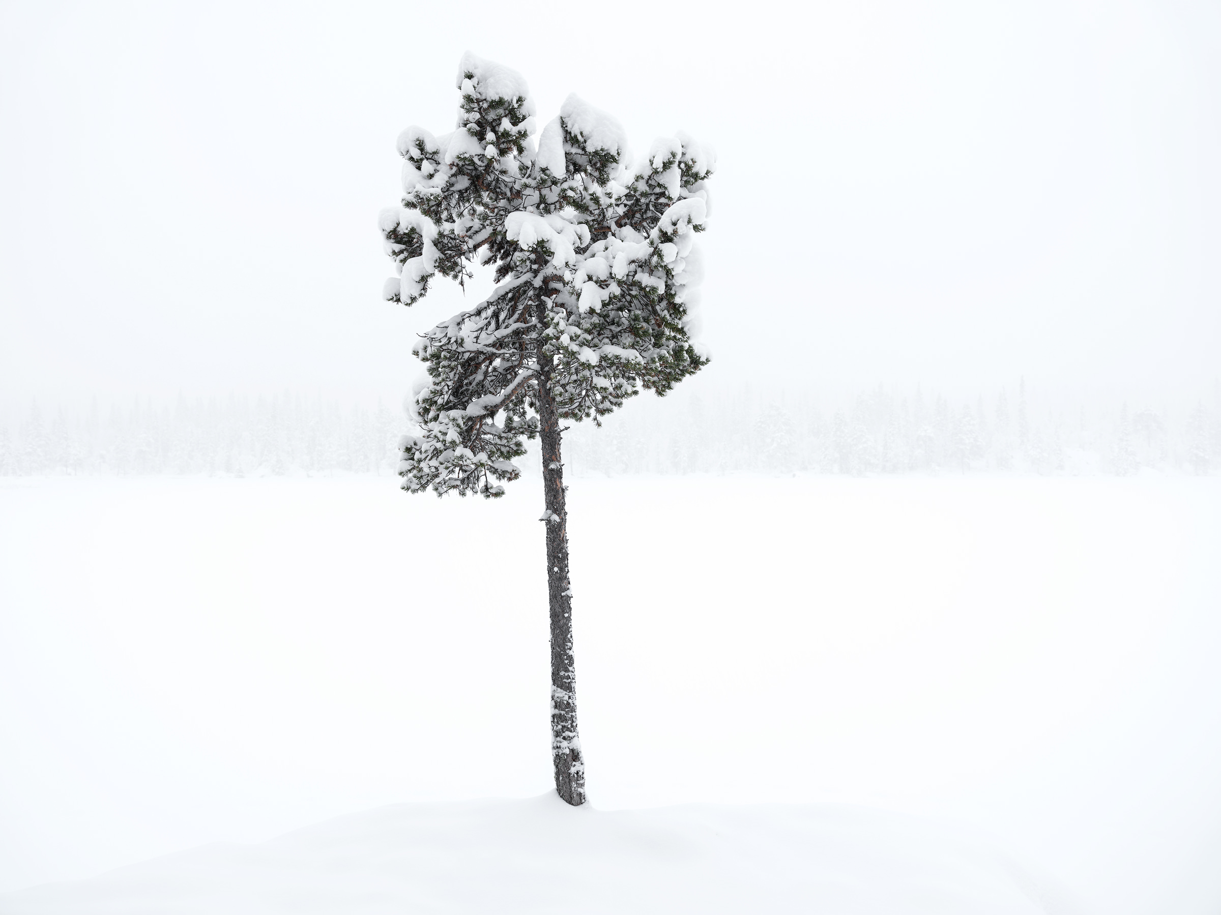 A lone pine in the snowfall in the old growth forest of Hotagen, Jämtland.
