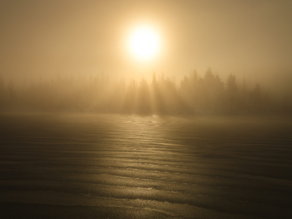 Winter sun over the spruce and pine forests of Hotagens Nature Reserve in Jämtland.