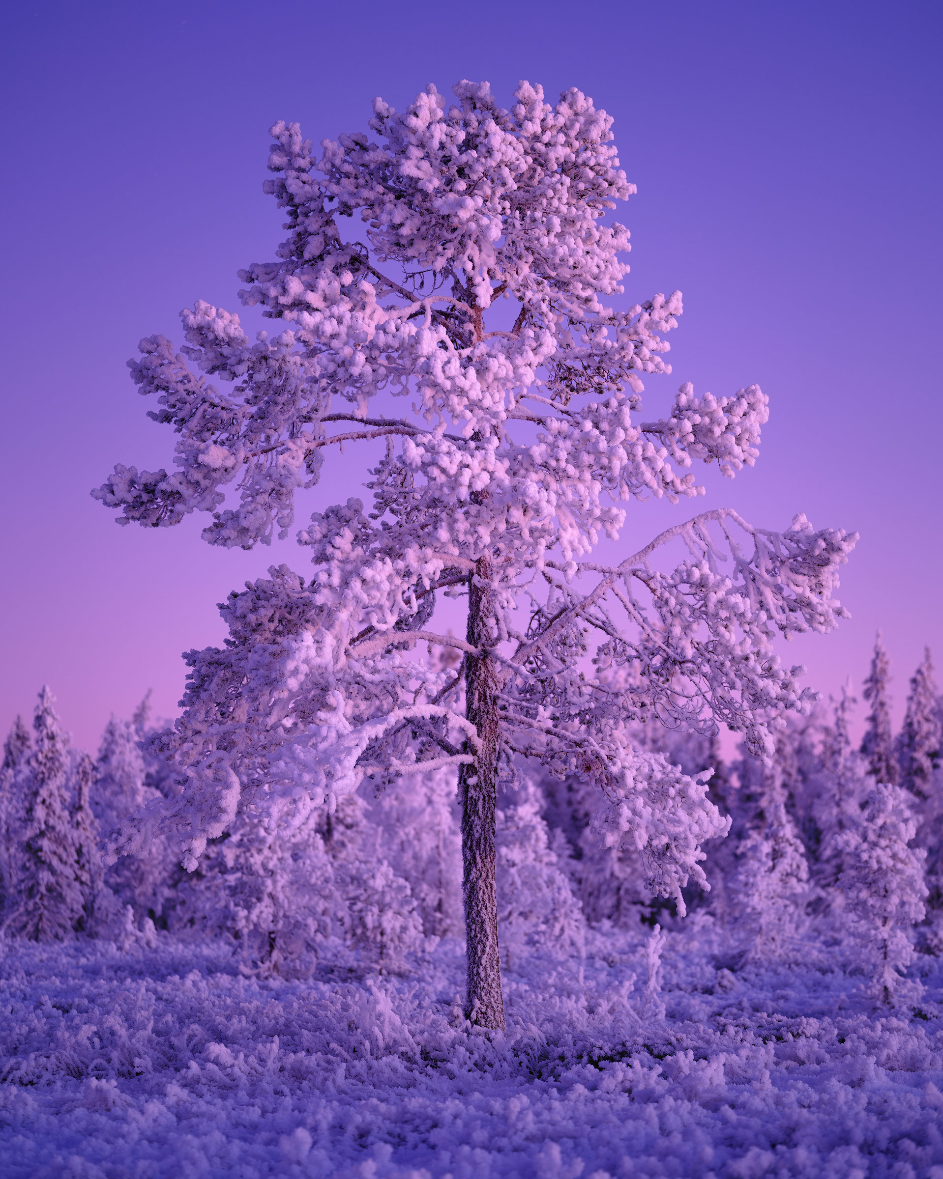 Twilight in the winter forests of Muddus National Park, Lapland, Sweden.