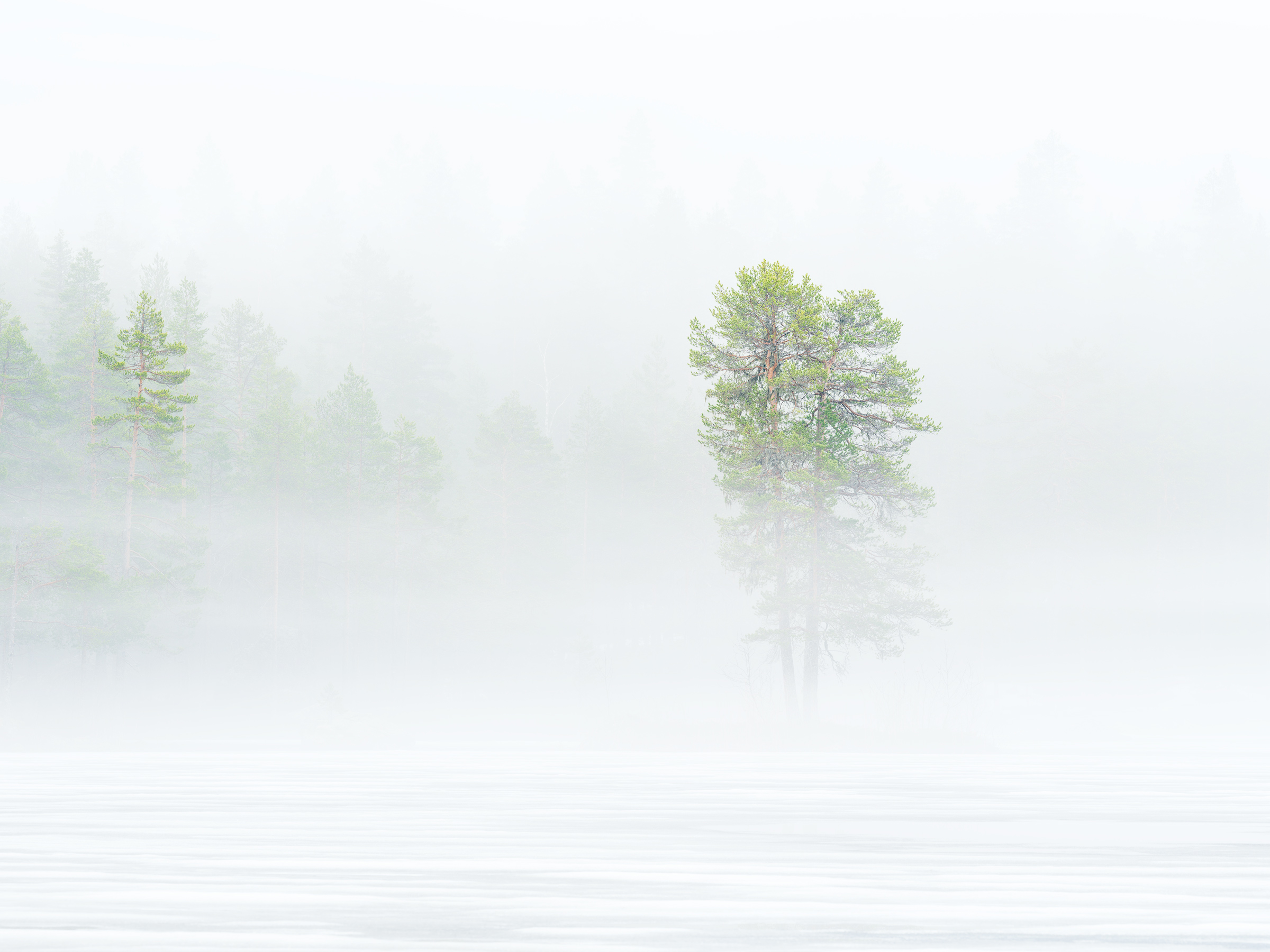 A spring morning with fog in the old forests of Helvetesbrännan, Jämtland. 