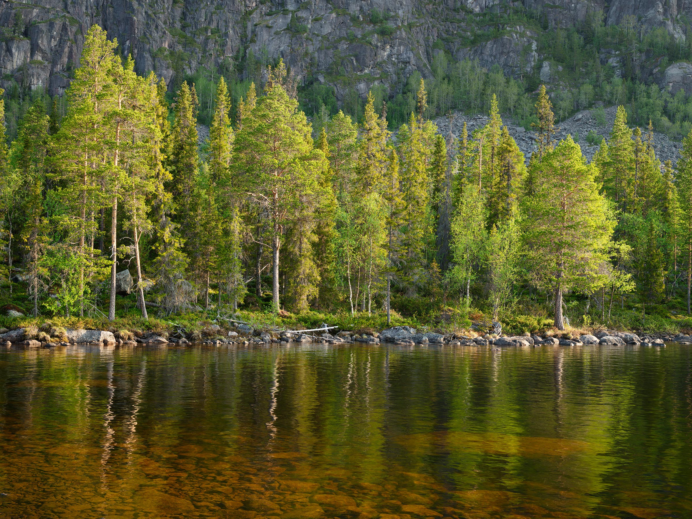 Pine tree forest in Pärlälvens Nature Reserve near Jokkmokk in Lapland, Sweden.