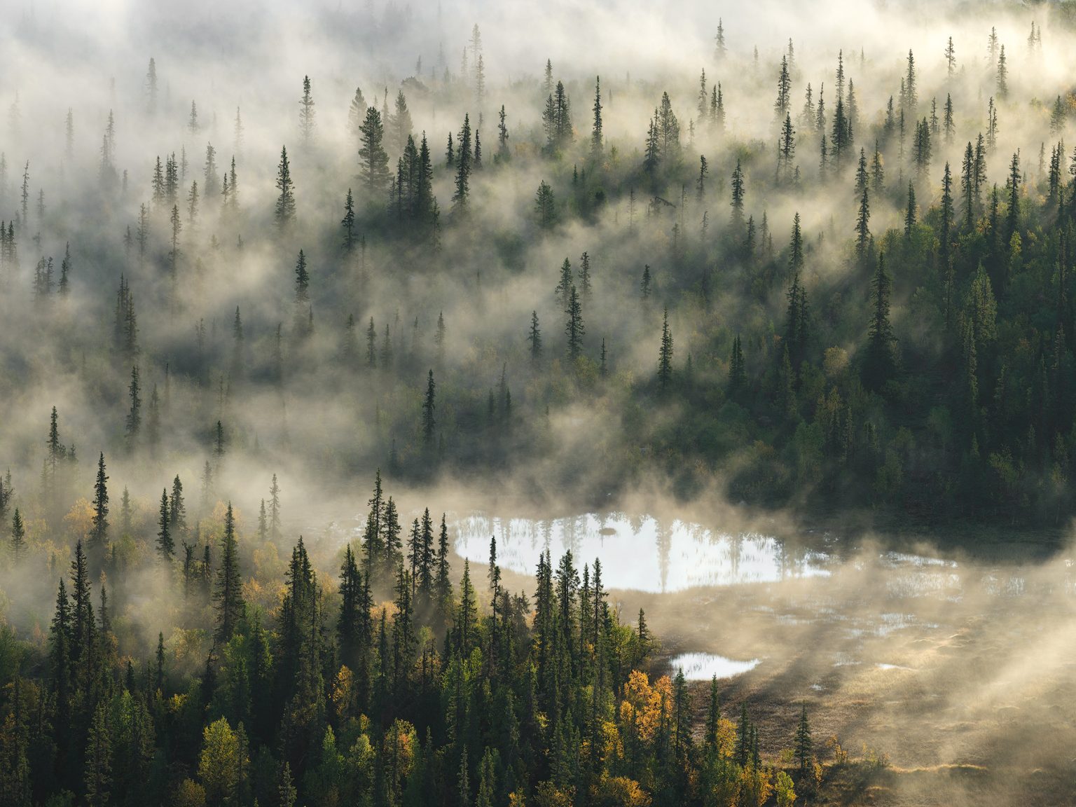 light-breaks-through-the-mist-taiga-the-old-forest
